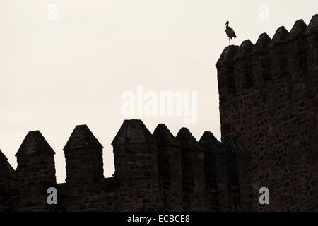 Weißer Storch (Ciconia Ciconia) Erwachsenen stehen auf Wall des Castillo de Monroy, Monroy, Cáceres Provinz Extremadura, Spanien Stockfoto
