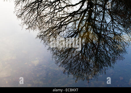 Winter Baum spiegelt sich in Guisecliff Tarn in der Nähe von Pateley Bridge North Yorkshire England Stockfoto