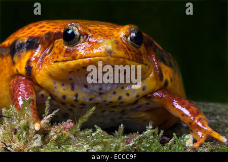 Tomatenfrosch Stockfoto