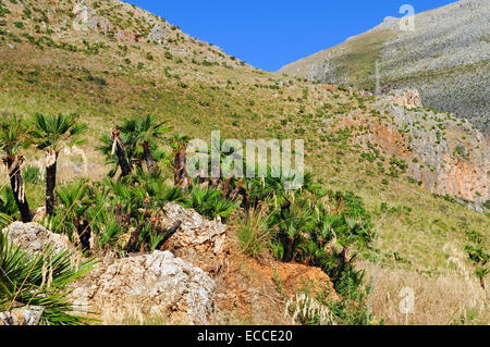 Eine Pflanze der Zwerg Palmen (Chamaerops Humilis) im Riserva Naturale Dello Zingaro, Zingaro Naturschutzgebiet in der Nähe von Scopello, Sizilien Stockfoto