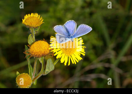 Gemeinsamen Blue Butterfly (Polyommatus Icarus) Männchen ernähren sich von gemeinsamen Berufkraut (Pulicaria Dysenterica) Blume in Wiese Cheshire UK Stockfoto