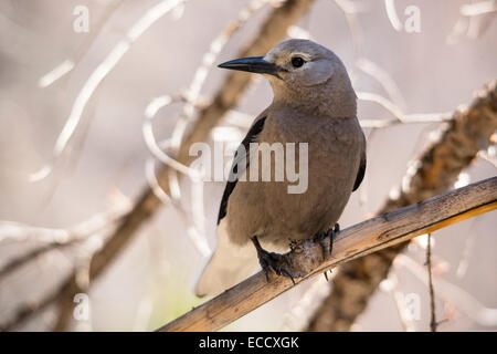 Clarks Nussknacker Nucifraga columbiana Stockfoto