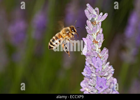 Honig Biene (Apis Mellifera) Landung auf Lavendel (Lavandula Augustifolia) Blume im Garten Cheshire UK Juli 1627 Stockfoto