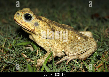 Cane Toad Rhinella Marina früher Bufo marinus - weiblich Stockfoto