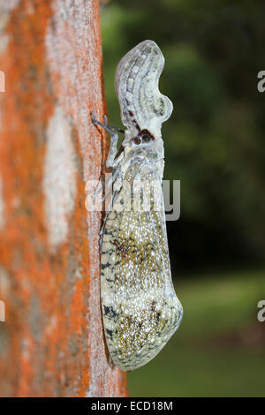 Erdnuss-Kopf Bug Fulgora Laternaria auf dem Stamm einer Negrito Baum Simaruba glauca Stockfoto