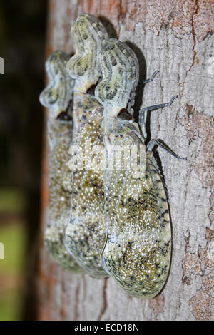 Drei Erdnuss-Kopf Bugs Fulgora Laternaria aufgereiht auf dem Stamm einer Negrito Baum Simaruba glauca Stockfoto