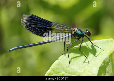 Gebänderten Prachtlibelle Calopteryx Splendens Männchen Stockfoto