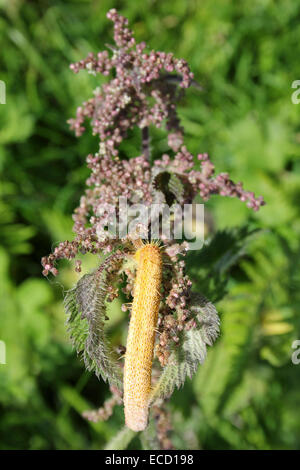 Brennnessel Rostpilz Puccinia urticata Stockfoto