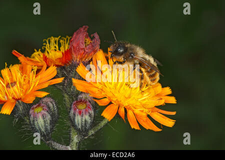 Rote Mauerbiene (Osmia Bicornis) Fütterung auf Orange Habichtskraut (Habichtskräuter Aurantiacum) Blumen im Garten Cheshire UK kann 57348 Stockfoto