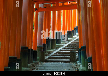 Tausend rote Torii-Tore säumen den Berghang bei Fushimi Inari-taisha, Kyoto, Japan. Es ist der Hauptschrein von Inari, gott von Reis und Füchsen Stockfoto