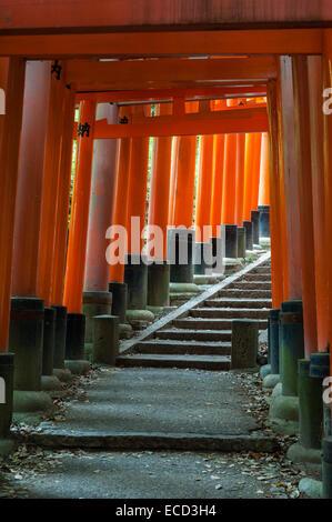 Tausend rote Torii-Tore säumen den Berghang bei Fushimi Inari-taisha, Kyoto, Japan. Es ist der Hauptschrein von Inari, gott von Reis und Füchsen Stockfoto