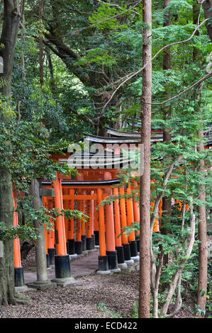 Tausend rote Torii-Tore säumen den Berghang bei Fushimi Inari-taisha, Kyoto, Japan. Es ist der Hauptschrein von Inari, gott von Reis und Füchsen Stockfoto