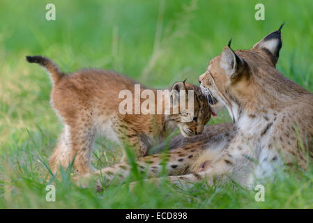 Junger Eurasischer Luchs Lynx Lynx, jungen Luchs Stockfoto