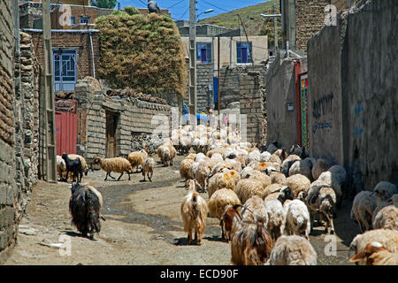 Schafherde in Straße der staubigen, kleine Grenzstadt Qotur, West-Aserbaidschan, Iran Stockfoto