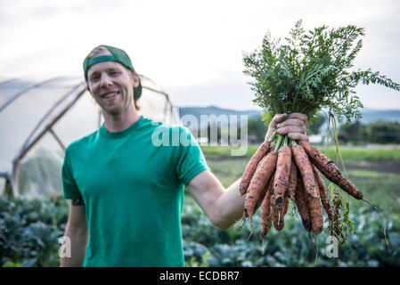 Halten eine Reihe von Bio-Karotten. Stockfoto