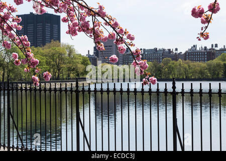 Das Reservoir, Jogging-Pfad Zaun, Central Park im Frühling, NYC, USA Stockfoto