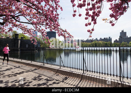 Das Reservoir, Jogging-Pfad, Central Park im Frühling, NYC, USA Stockfoto