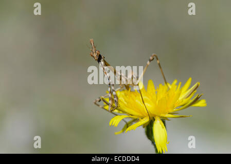 Haubenfangschrecke, Empusa Pennata, Conehead Mantis Stockfoto