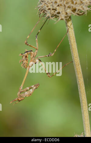 Haubenfangschrecke, Empusa Pennata, Conehead Mantis Stockfoto