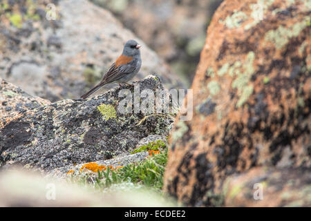 Der grauköpfige Junco (Junco hyemalis ssp. Caniceps) ist eine Unterart des dunkeläugigen Junco, der in felsigen Bergregionen, insbesondere in Gebieten wie dem Rocky Mountain National Park, vorkommt. Diese Vögel sind bekannt für ihren gräulichen Kopf und ihr dunkles Gefieder. Stockfoto