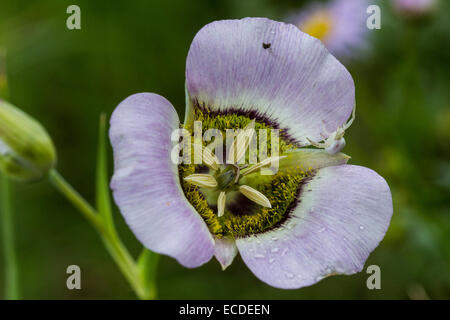 Die Mariposa Lily (Calochortus gunnisonii) von Gunnison ist eine einheimische Wildblume in der Region der Rocky Mountains. Diese Art hat zarte weiße Blüten mit komplizierten Markierungen und ist ein wichtiger Bestandteil lokaler Ökosysteme. Stockfoto