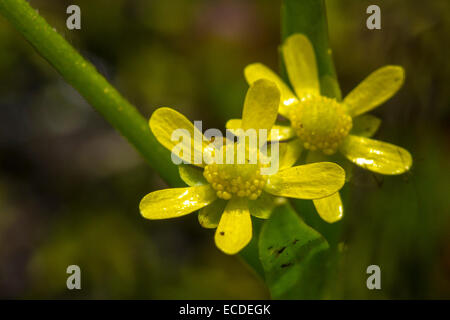 Geringerer Spearwort Ranunculus flammula Stockfoto