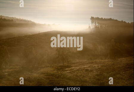 Nebel auf die Heide-Hügel im Herbst Cannock Chase Bereich der hervorragenden natürlichen Schönheit Staffordshire Stockfoto