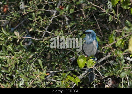 Florida Scrub Jay thront in Türkei Eiche - Aphelocoma coerulescens Stockfoto