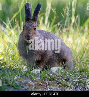 Ein Schneeschuhhase wird am 20. August 2013 im Hidden Valley of Rocky Mountain National Park beobachtet. Der Schneeschuhhase ist bekannt für seine saisonalen Farbveränderungen, die im Winter und im Sommer Tarnung bieten. Stockfoto