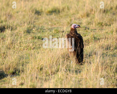 Ein ruhen aber bewusst geschlottert - gegenübergestellte Geier (Aegypius Tracheliotus) Stockfoto