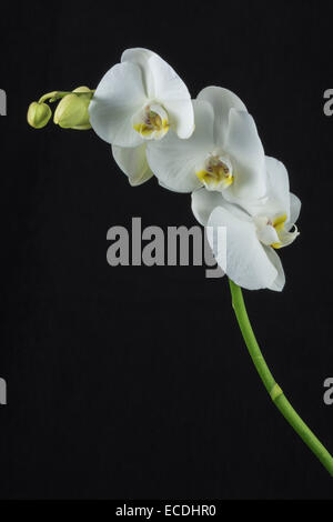 Phalaenopsis, seidig Mond, eine weiße Orchidee vor schwarzem Hintergrund Stockfoto