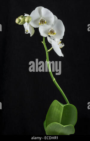 Phalaenopsis, seidig Mond, eine weiße Orchidee vor schwarzem Hintergrund Stockfoto