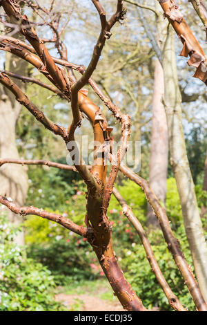 Die sommergrünen Paperbark Ahorn, Acer griseum Sapindaceae, in der Familie, mit charakteristischen ungewöhnlich abschält Rinde. Native nach Zentralchina. Stockfoto