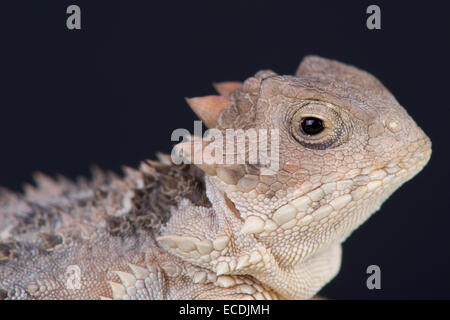 Chihuahua-Wüste gehörnte Eidechse (Phrynosoma Orbiculare) Stockfoto