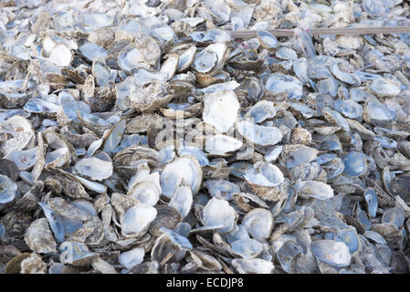 Austernschalen gestapelt am Strand für das recycling in Whitstable Bay, Kent, England Stockfoto