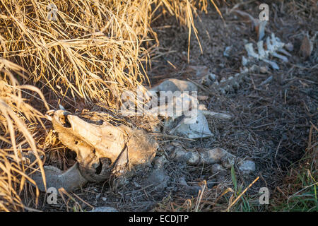 Eine Nahaufnahme von einer Kuh-Skelett im Unterholz. Stockfoto