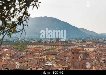 Blick über die Stadt Lucca in der Toskana, Italien, aus unter den Bäumen auf dem Guinigi-Turm Stockfoto