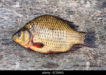 Live Süßwasserfische Karpfen auf einem Holzbrett Stockfoto