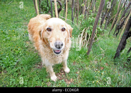 Eine Nahaufnahme von einem golden Retriever im Weinberg. Stockfoto