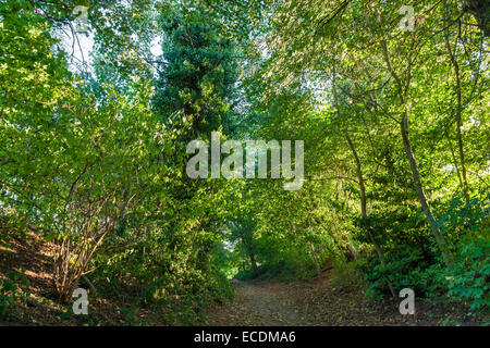 Ein steiler Weg durch einen Wald von grünen Bäumen, Wilford Hill, West Bridgford, Nottinghamshire, England, Großbritannien Stockfoto