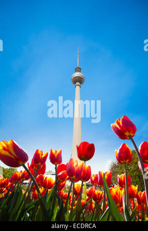 Berliner Fernsehturm-Ansicht mit roten Tulpen Stockfoto