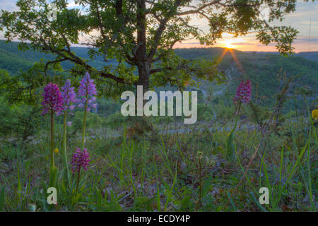 Militärische Orchideen (Orchis Militaris) und Hybriden blühen bei Sonnenuntergang. Auf dem Causse de Gramat, viel Region, Frankreich. Mai. Stockfoto