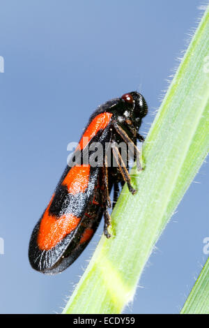 Schwarz und rot Blutzikade (Cercopis Vulnerata) Erwachsenen. Powys, Wales. Mai. Stockfoto