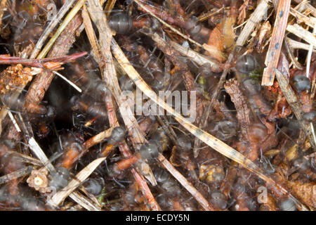 Red Wood Ameisen (Formica Rufa) Erwachsene Arbeitnehmer, die auf der Oberfläche des Hügels ein Nest. Exmoor, Somerset, England. Mai. Stockfoto