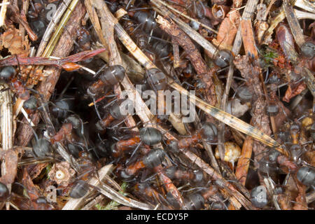 Red Wood Ameisen (Formica Rufa) Erwachsene Arbeitnehmer, die auf der Oberfläche des Hügels ein Nest. Exmoor, Somerset, England. Mai. Stockfoto