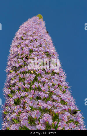 Riesen Viper-Bugloss (Echium Pininana) Floweringspike, mit Hummeln Fütterung... Minehead, Somerset, England. Juni. Stockfoto