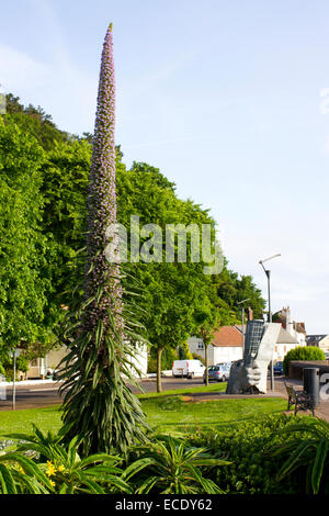 Riesen Viper-Bugloss (Echium Pininana) Blüte in einem Park. Minehead, Somerset, England. Juni. Stockfoto