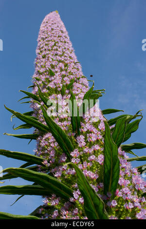 Riesen Viper-Bugloss (Echium Pininana) Floweringspike, mit Hummeln Fütterung... Minehead, Somerset, England. Juni. Stockfoto