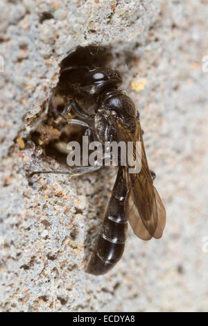 Holz Borer Wasp (Trypoxylon SP.) weiblich Abdichtung Eingang Loch mit Schlamm zu nisten. Powys, Wales. Juni. Stockfoto