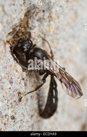 Holz Borer Wasp (Trypoxylon SP.) weiblich Abdichtung Eingang Loch mit Schlamm zu nisten. Powys, Wales. Juni. Stockfoto